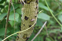 Auricularia polytricha