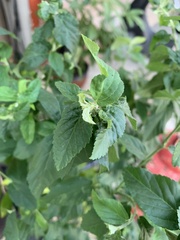 Sida rhombifolia