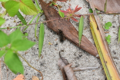 Pareuchaetes insulata