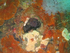 Parablennius tasmanianus