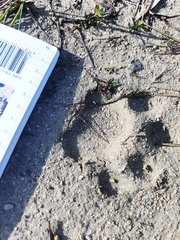 Panthera pardus pardus