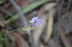 Arthropodium milleflorum