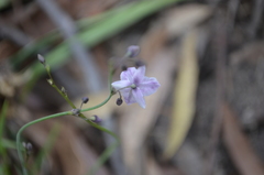 Arthropodium milleflorum