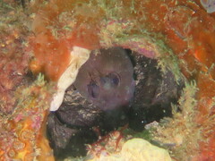 Parablennius tasmanianus