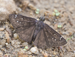 Erynnis meridianus