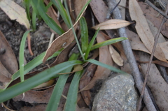 Arthropodium milleflorum