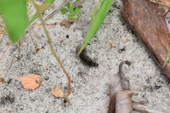 Pareuchaetes insulata