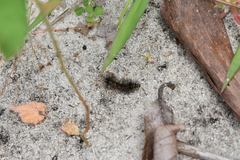 Pareuchaetes insulata