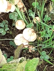 Marasmius oreades