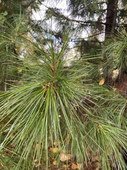 Pinus sibirica