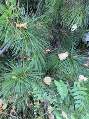Pinus sibirica