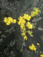 Fuligo septica
