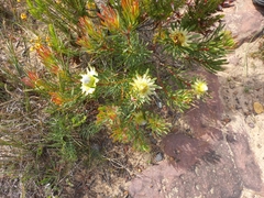 Protea scolymocephala