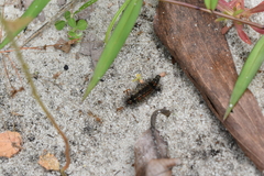 Pareuchaetes insulata