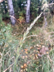 Elymus