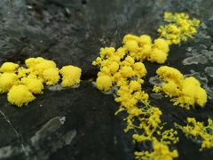 Fuligo septica