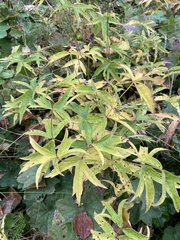 Anemonastrum dichotomum