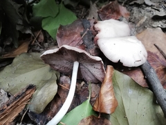Candolleomyces candolleanus