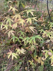Anemonastrum dichotomum