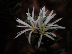 Pseudanthus pimeleoides