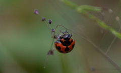Coccinella
