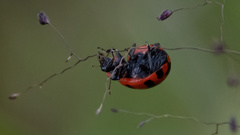 Coccinella
