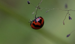 Coccinella