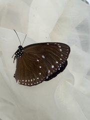 Euploea