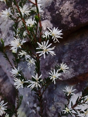 Pseudanthus pimeleoides