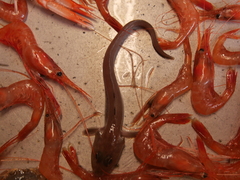Zoarcidae