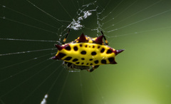 Gasteracantha tondanae