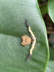 Phrynarachne ceylonica