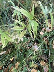 Anemonastrum dichotomum