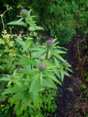 Cirsium vlassovianum