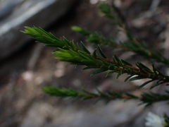 Pseudanthus pimeleoides