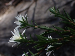 Pseudanthus pimeleoides