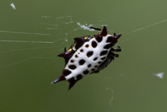 Gasteracantha tondanae