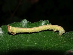 Biston betularia