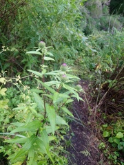 Cirsium vlassovianum