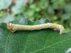 Biston betularia