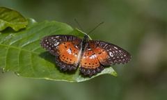 Cethosia biblis