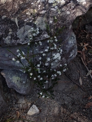 Pseudanthus pimeleoides