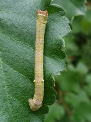 Biston betularia