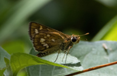 Taractrocera ardonia