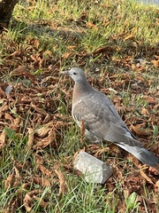 Columba palumbus palumbus