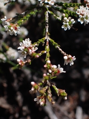Micromyrtus ciliata
