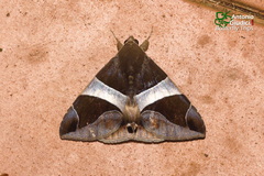 Bastilla crameri