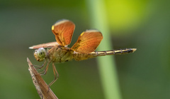 Neurothemis