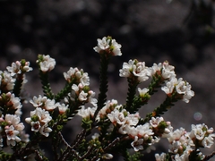 Micromyrtus ciliata