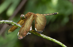 Neurothemis
